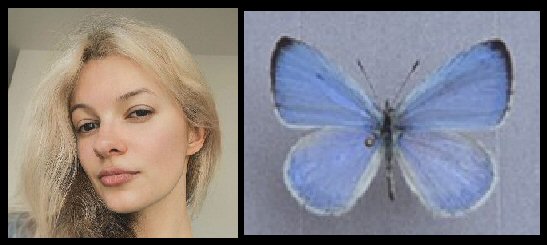 Iryna Zarutska Celestine butterfly