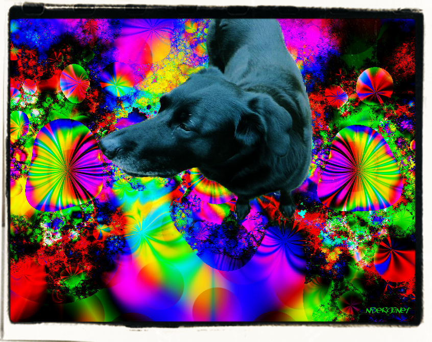 Mushrooms and Dog psychedelic photos psychedelic fractal art